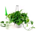 Irrigation houseplants 4 pcs TV